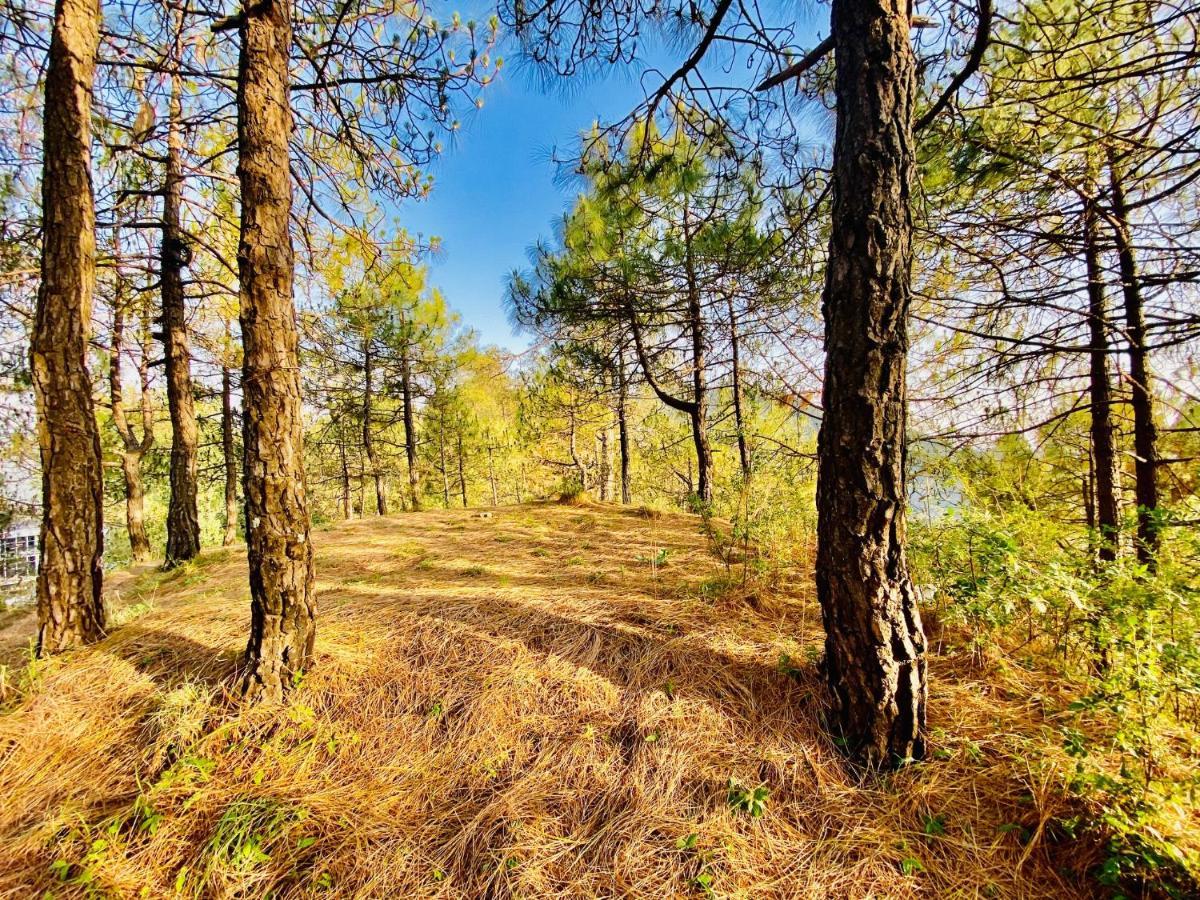 Tara Valley View Shimla Bagian luar foto